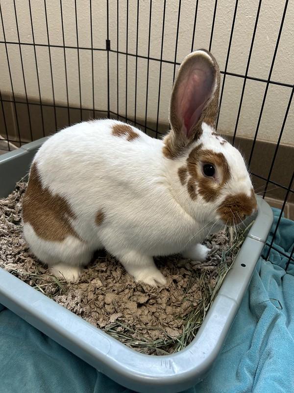 Hendrix, a ADOPTABLE American in Truckee, CA image 2/6
