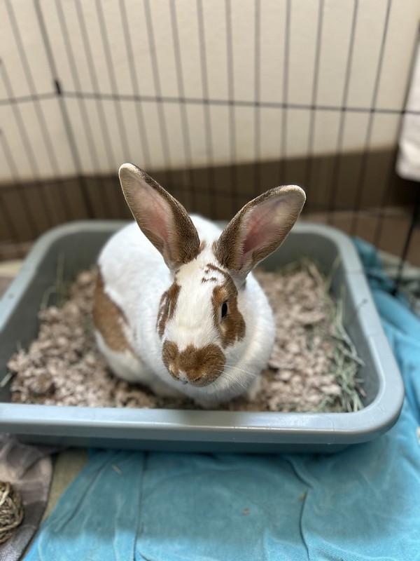 Hendrix, a ADOPTABLE American in Truckee, CA image 6/6