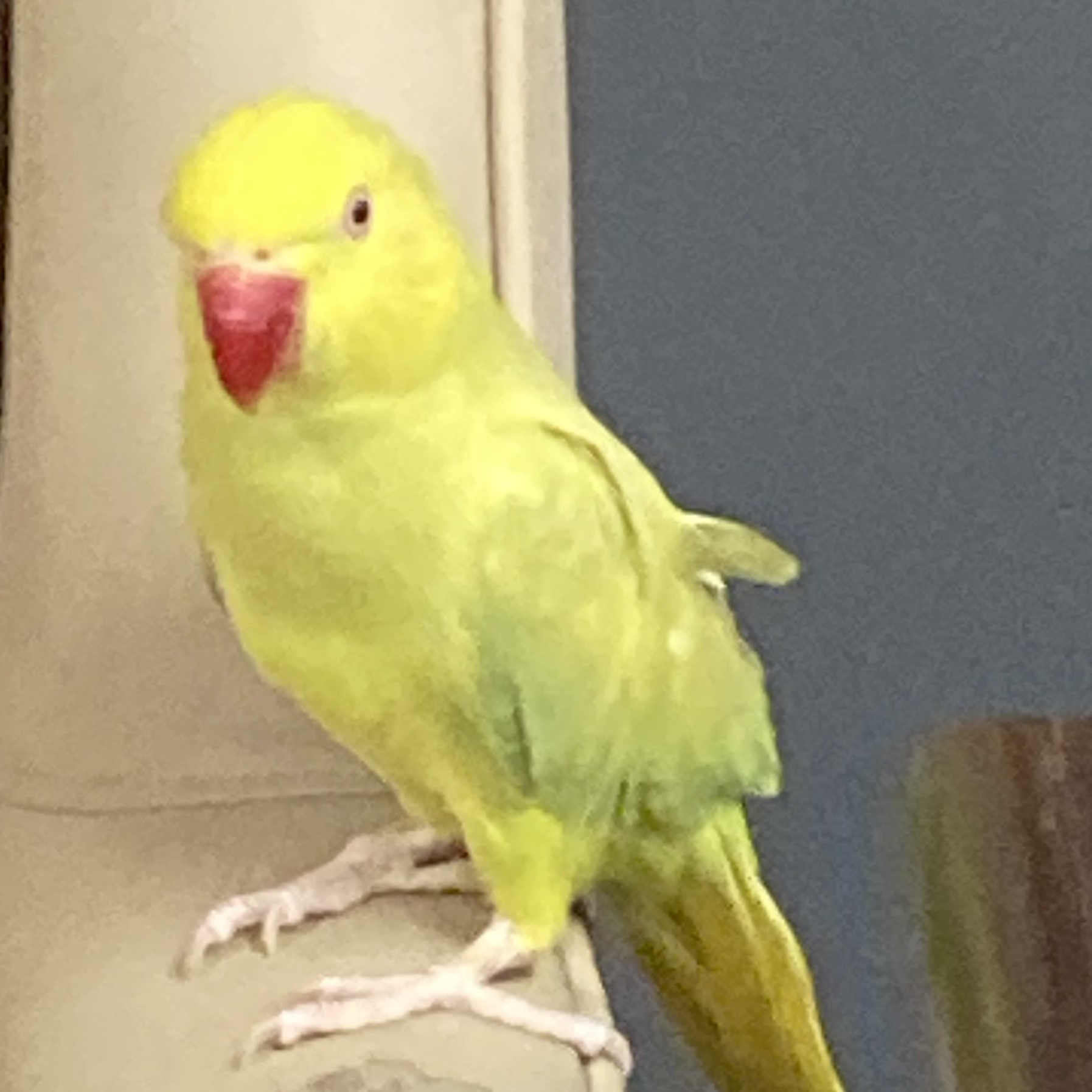 Enlarge Whitney, a Adoptable Ringneck / Psittacula in Lenexa, KS image 1/1