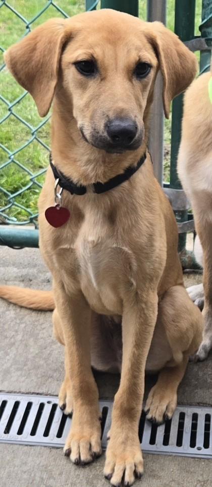 Enlarge Luther, an adopted Labrador Retriever in Stanwood, WA image 1/1
