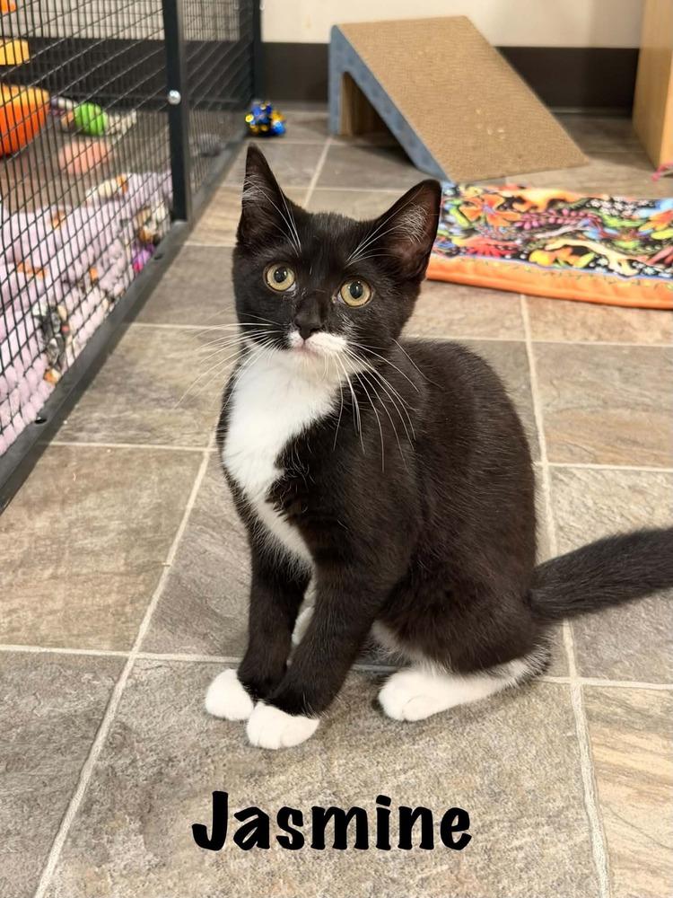 JASMINE, Adoptable, Kitten Female Domestic Short Hair.