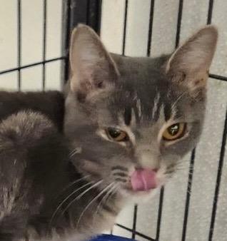 Enlarge Bolt (Dion), a Adoptable mixed breed in Saginaw, MI image 1/1