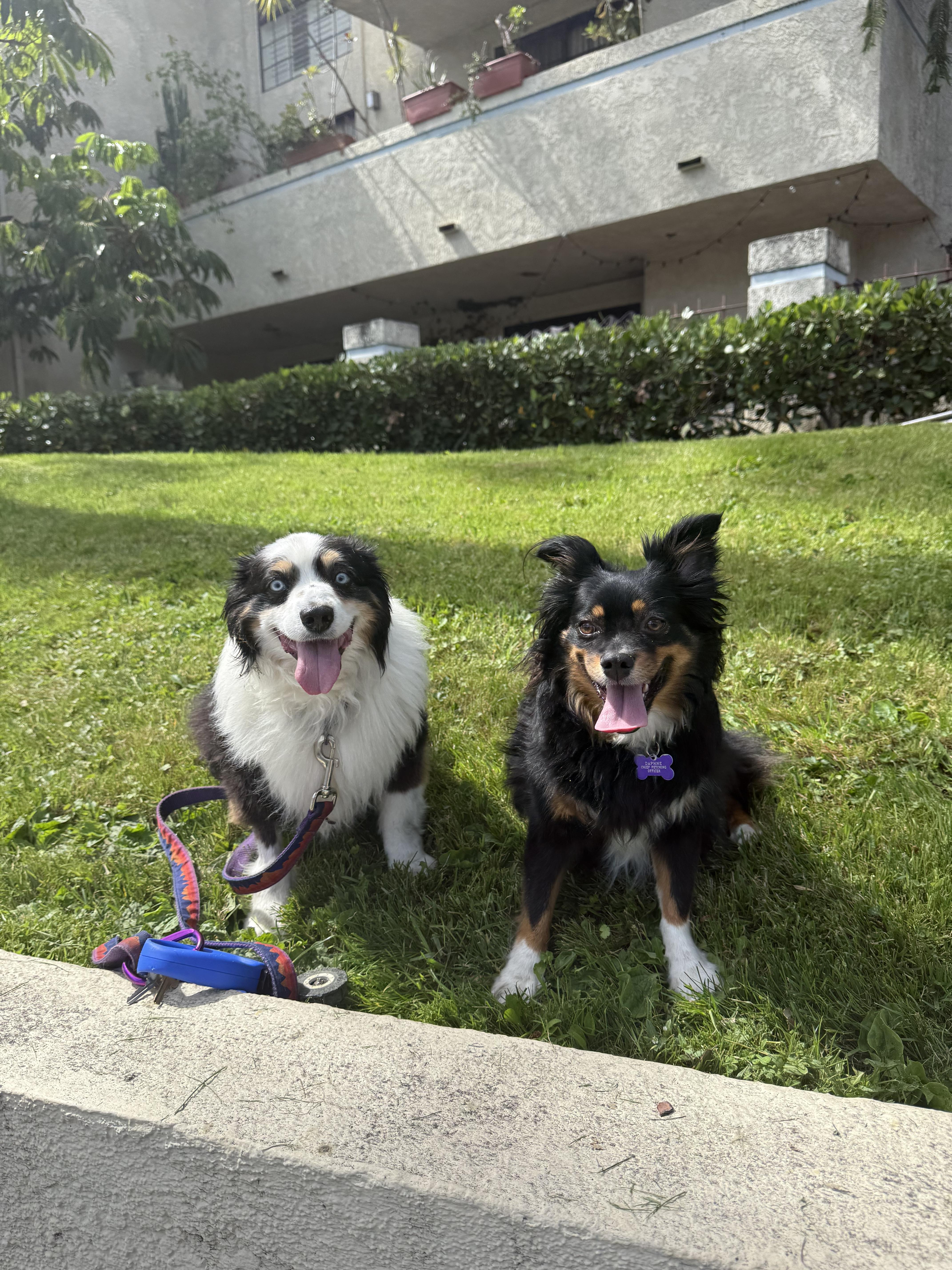 Molly, Adopted, Adult Female Australian Shepherd.