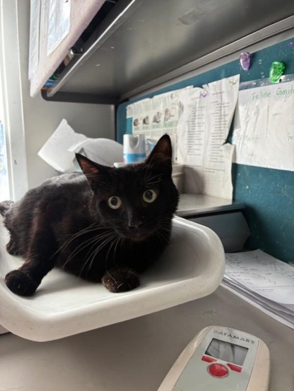 Ember, Adoptable, Young Female Domestic Short Hair.
