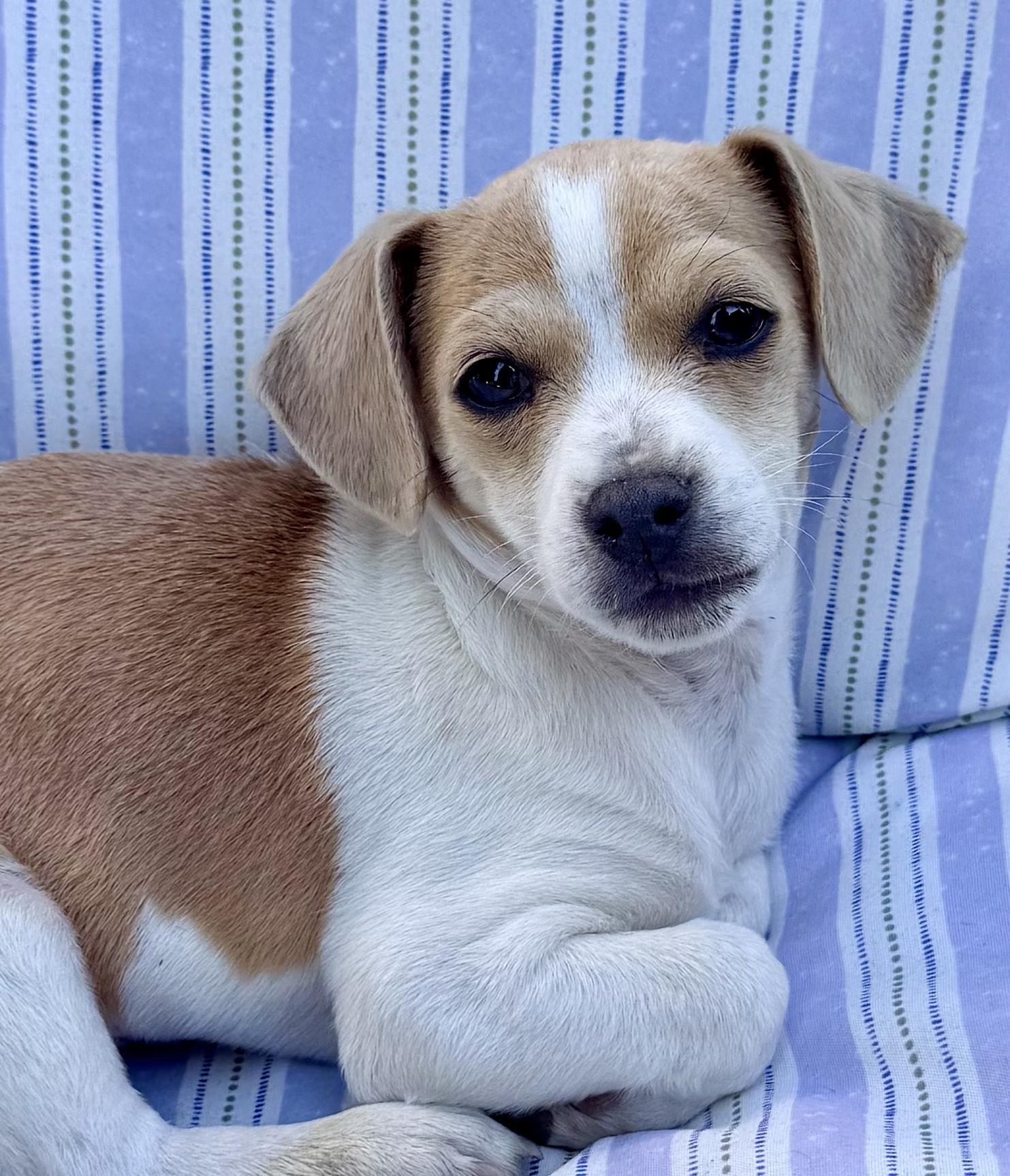 Enlarge Charlie, a ADOPTABLE mixed breed in Penryn, CA image 1/1