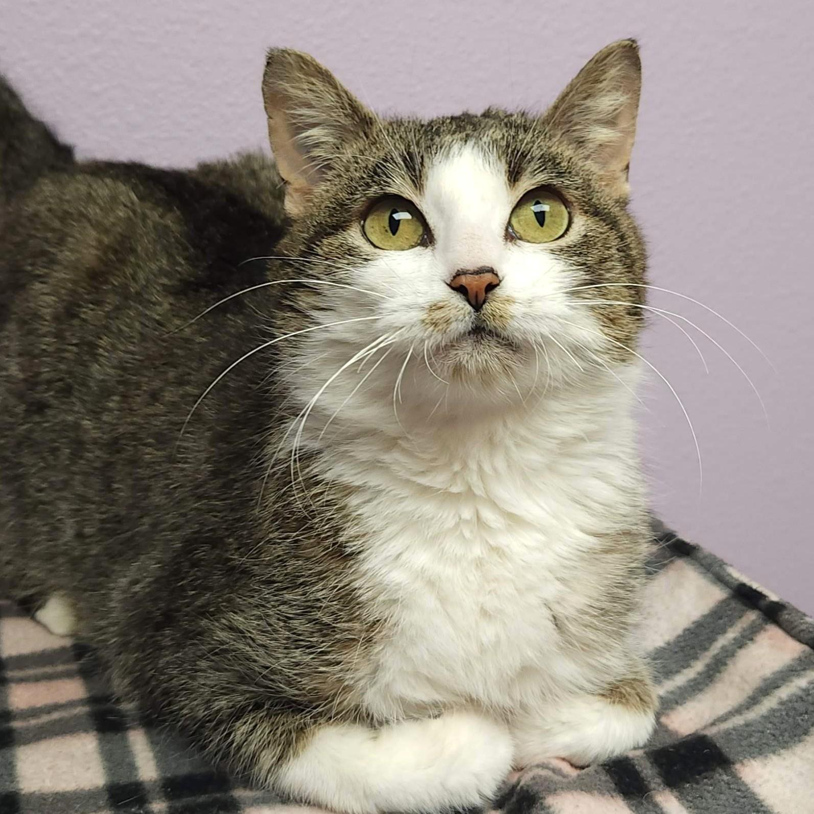 Whisk, adopted, Adult Female Domestic Short Hair.
