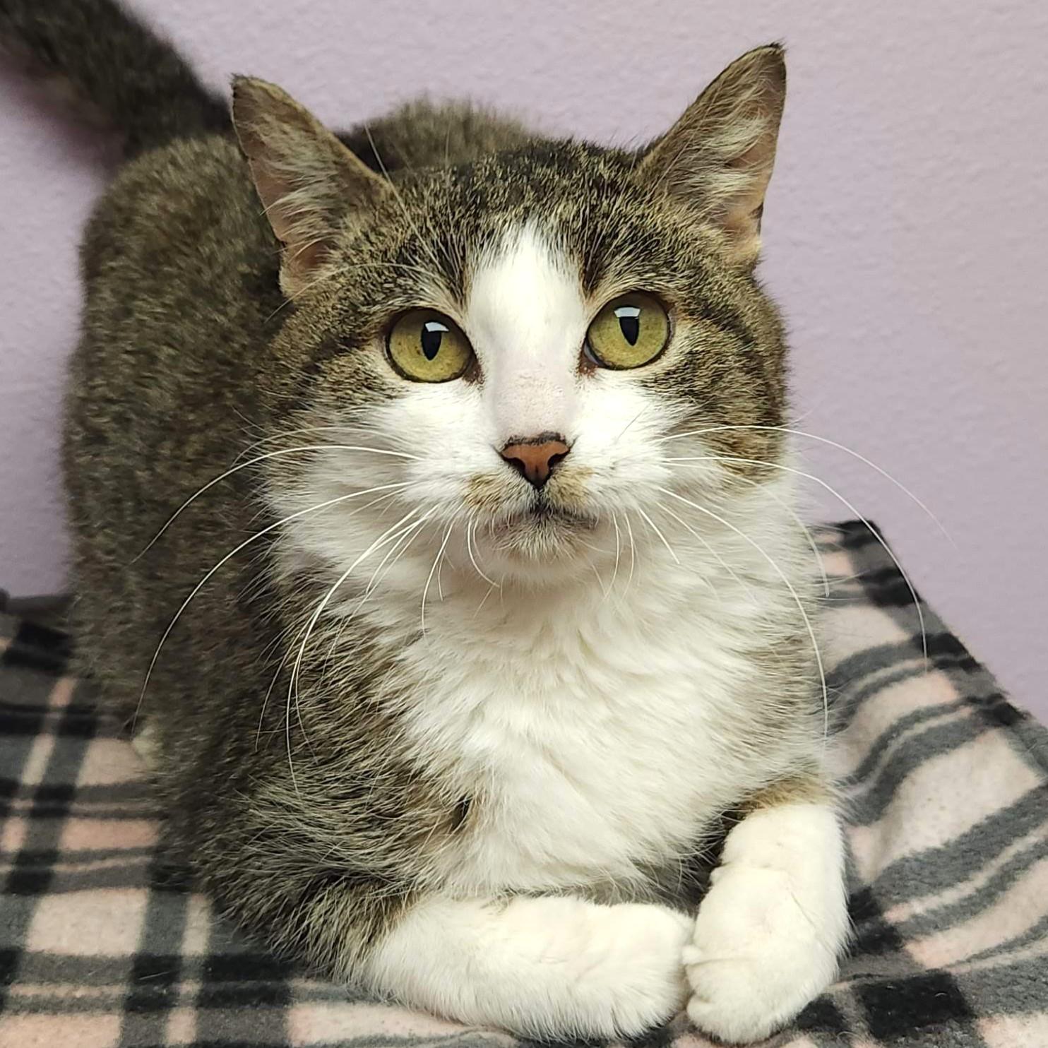 Whisk, an adopted Domestic Short Hair in Marshfield, WI image 2/6