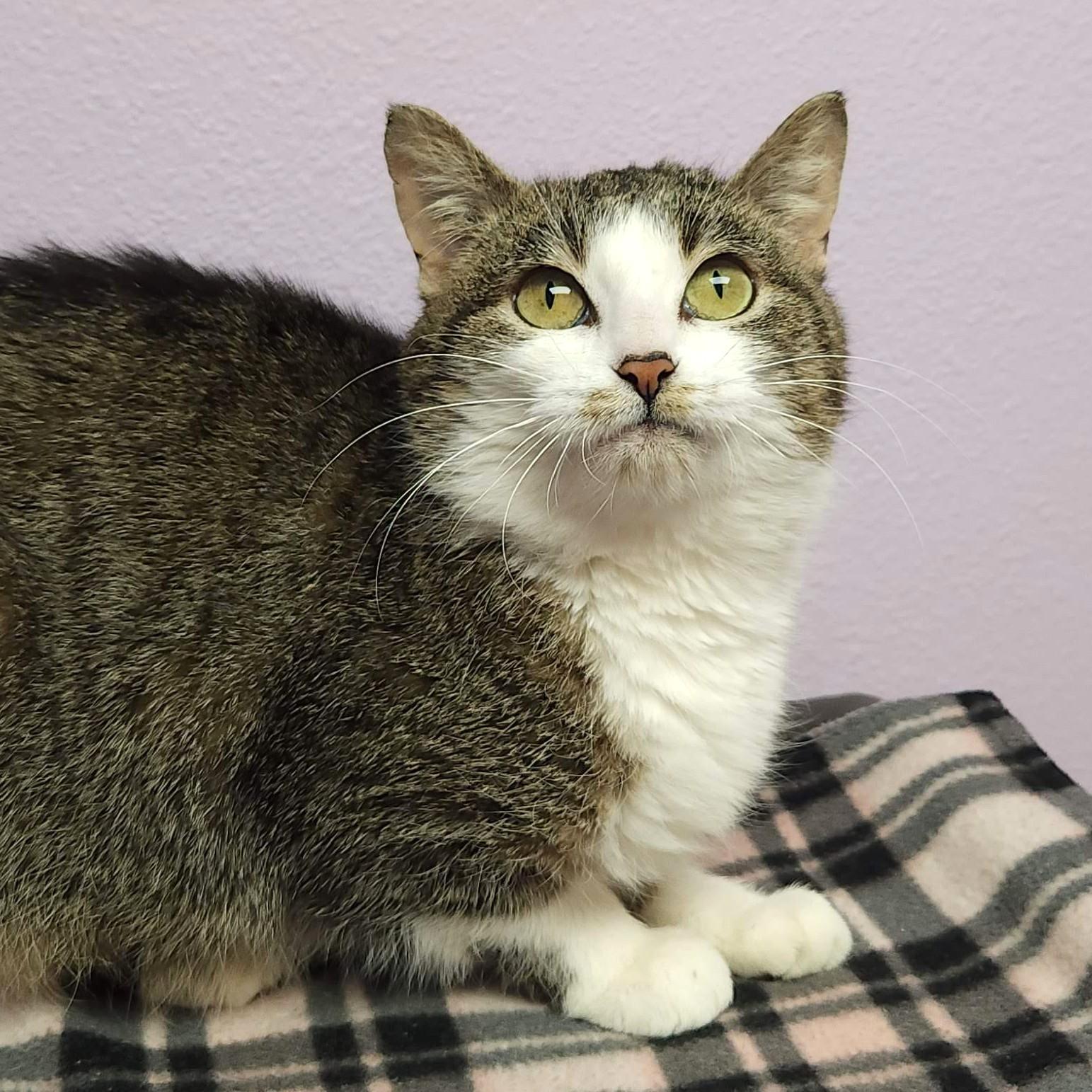 Whisk, an adopted Domestic Short Hair in Marshfield, WI image 3/6
