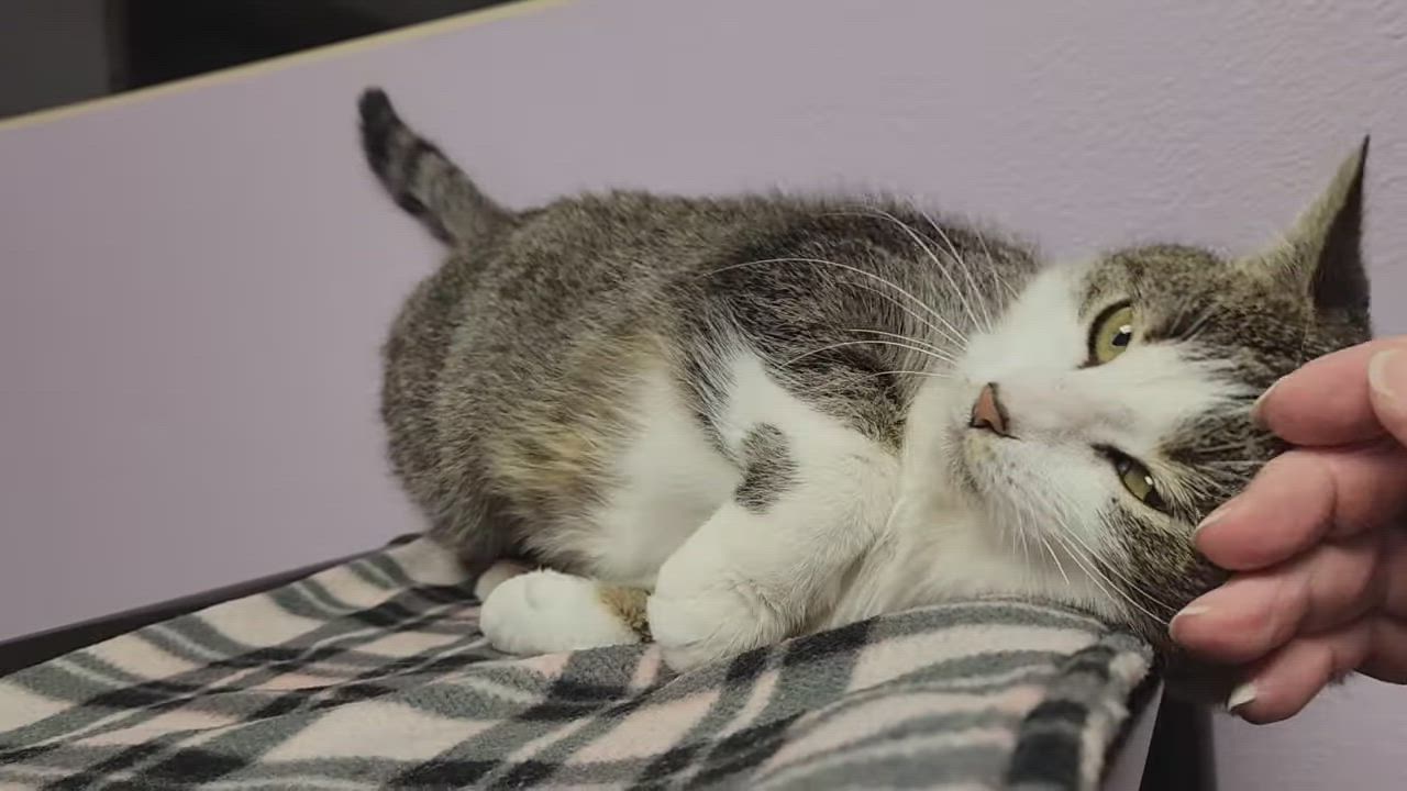 Enlarge Whisk, an adopted Domestic Short Hair in Marshfield, WI video 6/6