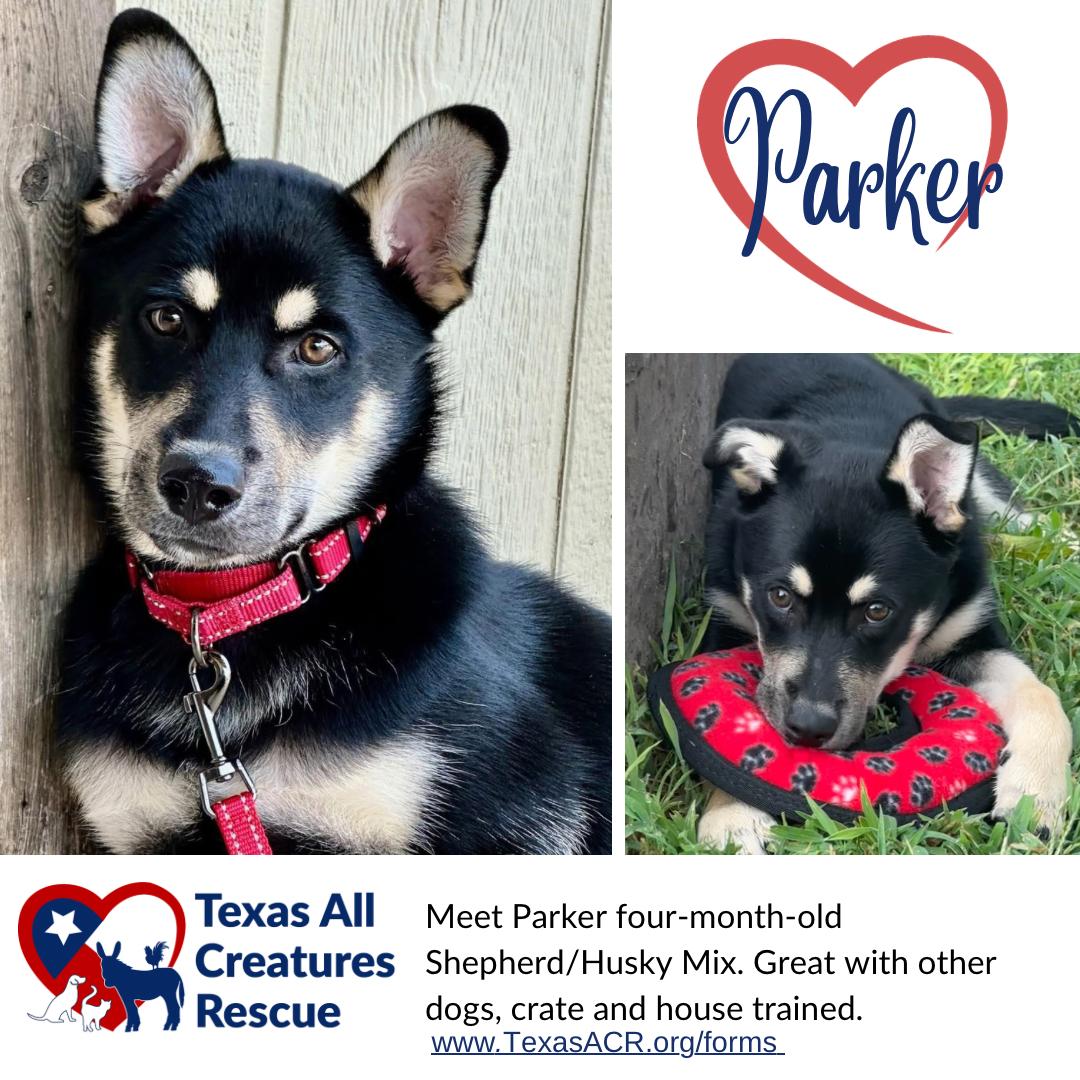Parker, Adoptable, Puppy Male Husky & Shepherd.
