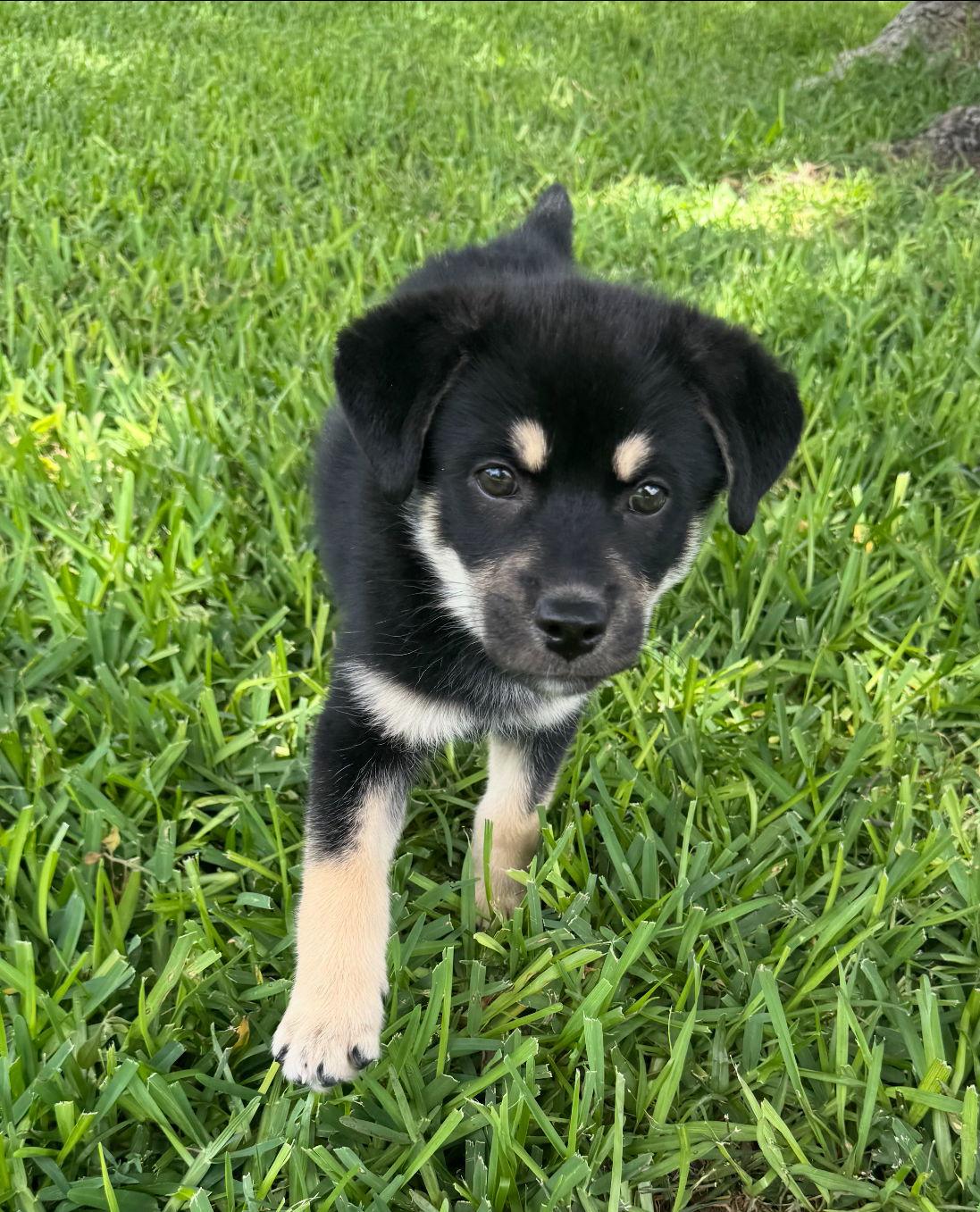 Enlarge Parker, a Adoptable mixed breed in Alvarado, TX image 2/3
