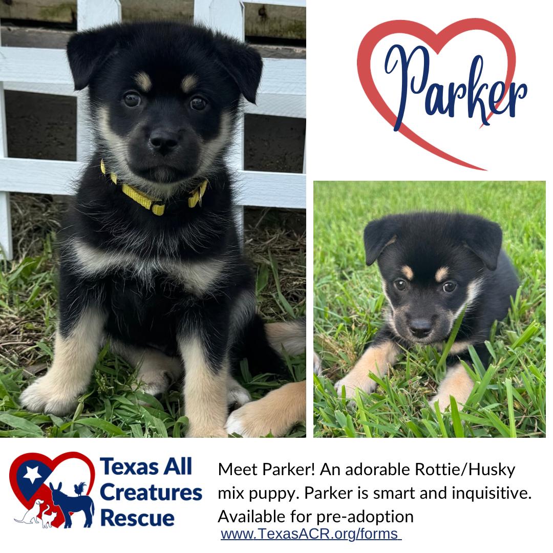 Enlarge Parker, a Adoptable mixed breed in Alvarado, TX image 3/3