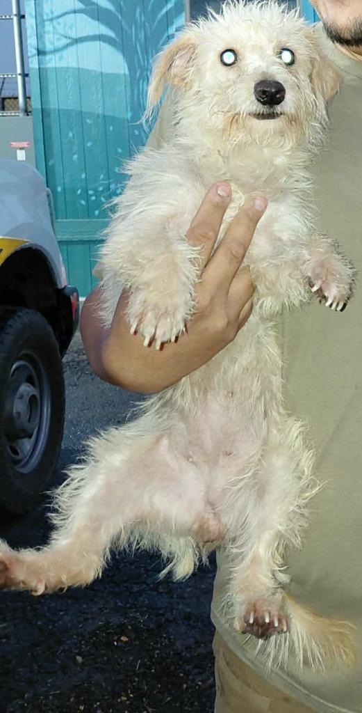 Enlarge Marshmallow, a Adoptable mixed breed in Fort Stockton, TX image 1/1