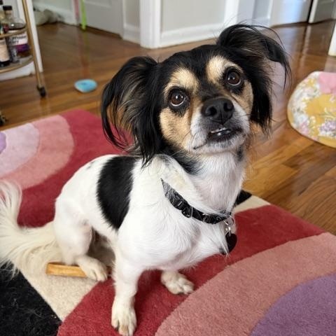 Enlarge Marky, a Adoptable mixed breed in Brooklyn, NY image 3/5