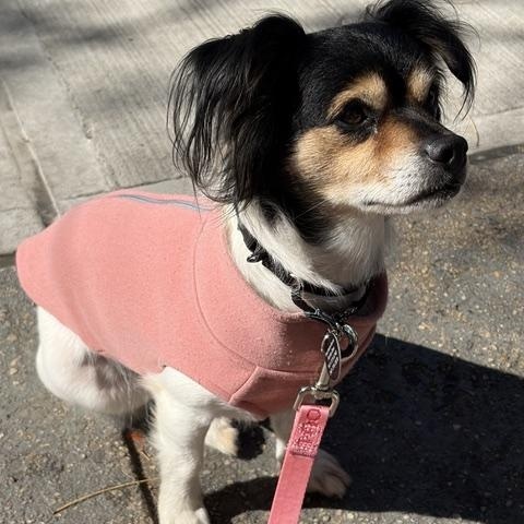 Enlarge Marky, a Adoptable mixed breed in Brooklyn, NY image 4/5
