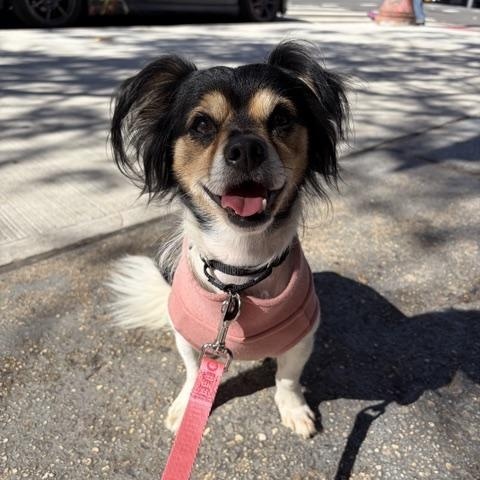 Marky, Adoptable, Adult Male Chihuahua & Papillon.