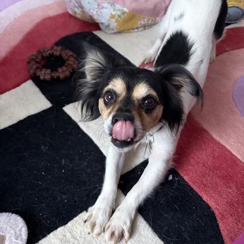 Enlarge Marky, a Adoptable mixed breed in Brooklyn, NY image 2/5