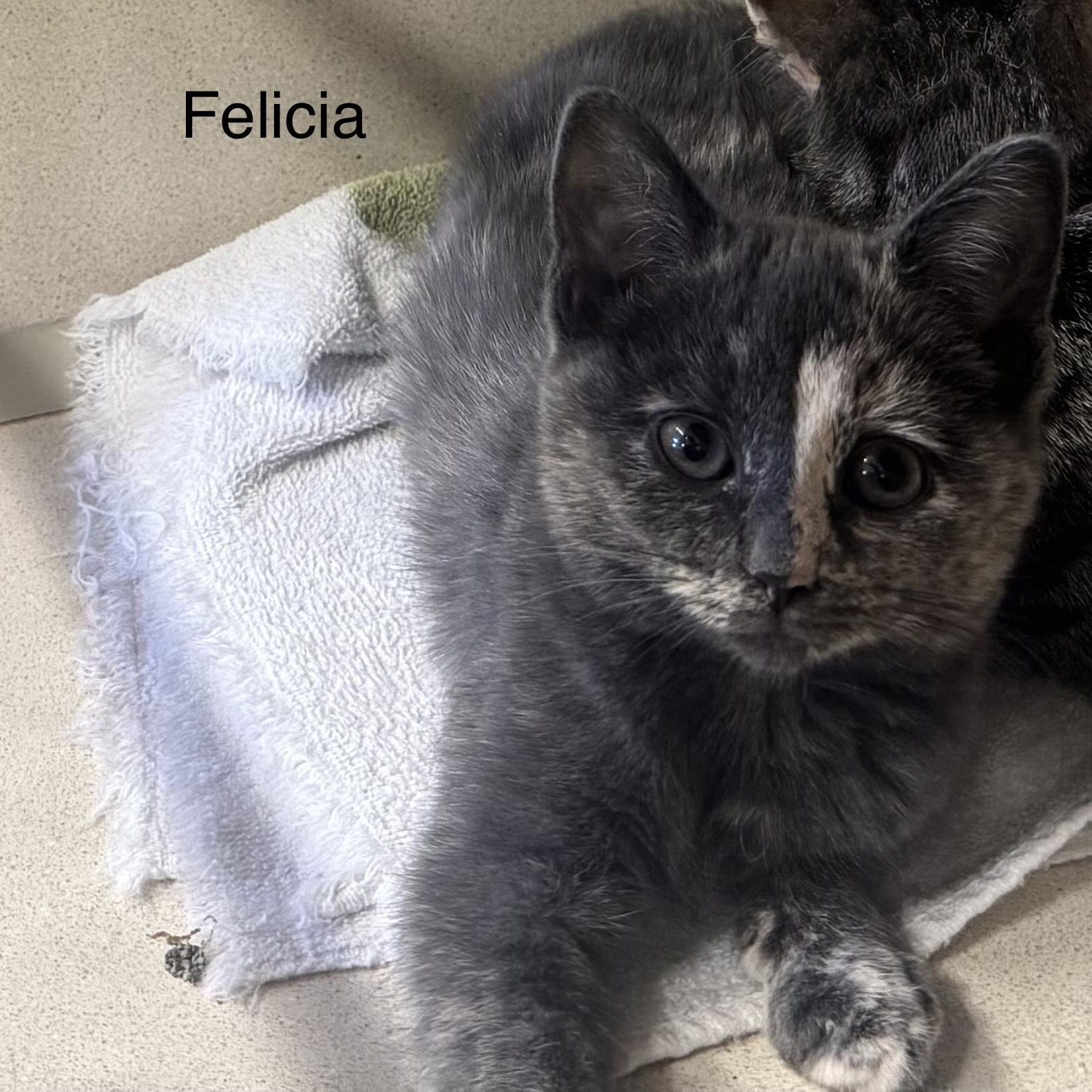 Enlarge Felicia, an adopted Dilute Calico in Ulster, PA image 1/1