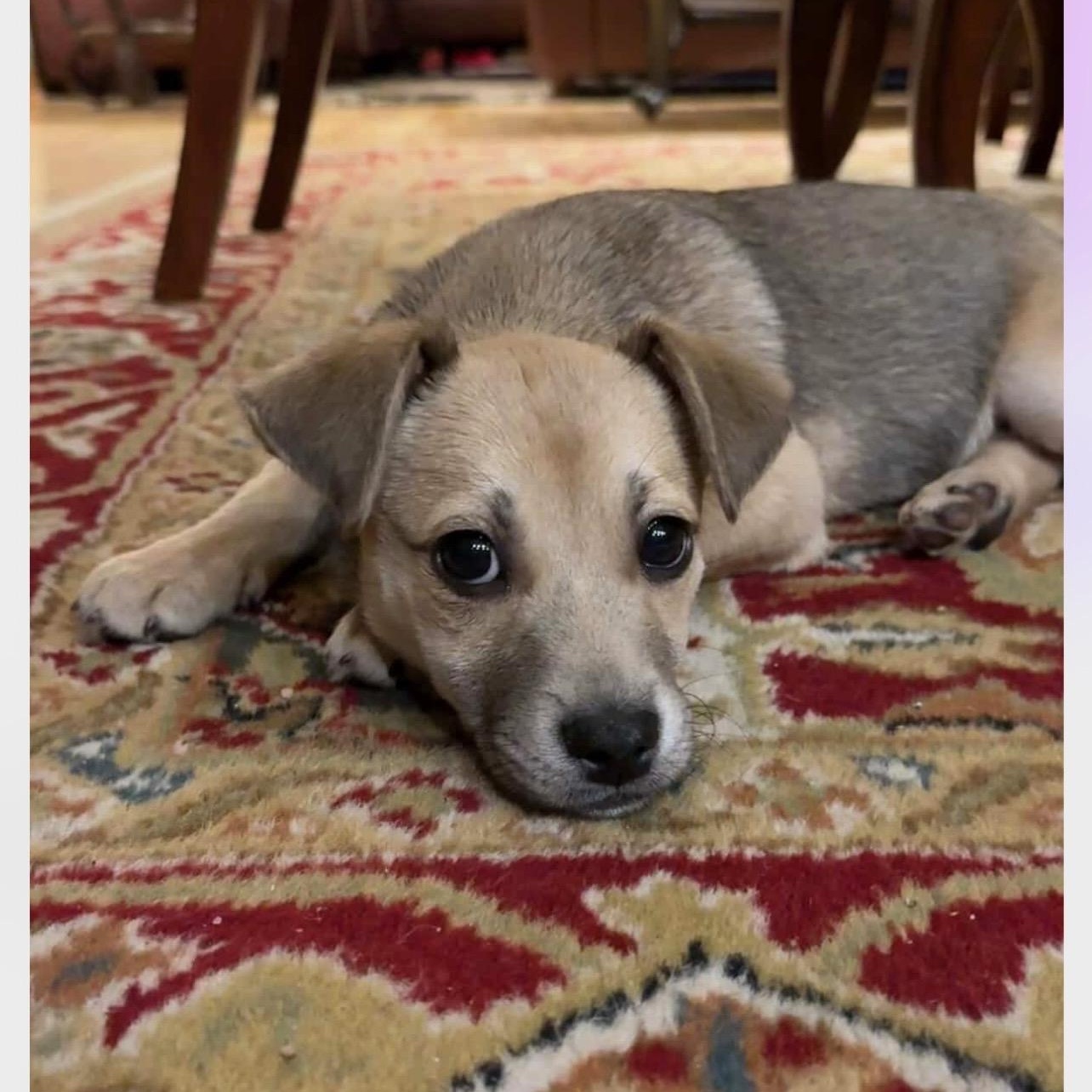 Daisy, ADOPTABLE, Puppy Female Labrador Retriever.