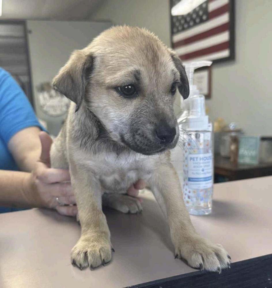 Enlarge Daisy, a ADOPTABLE mixed breed in Cedarburg, WI image 2/3