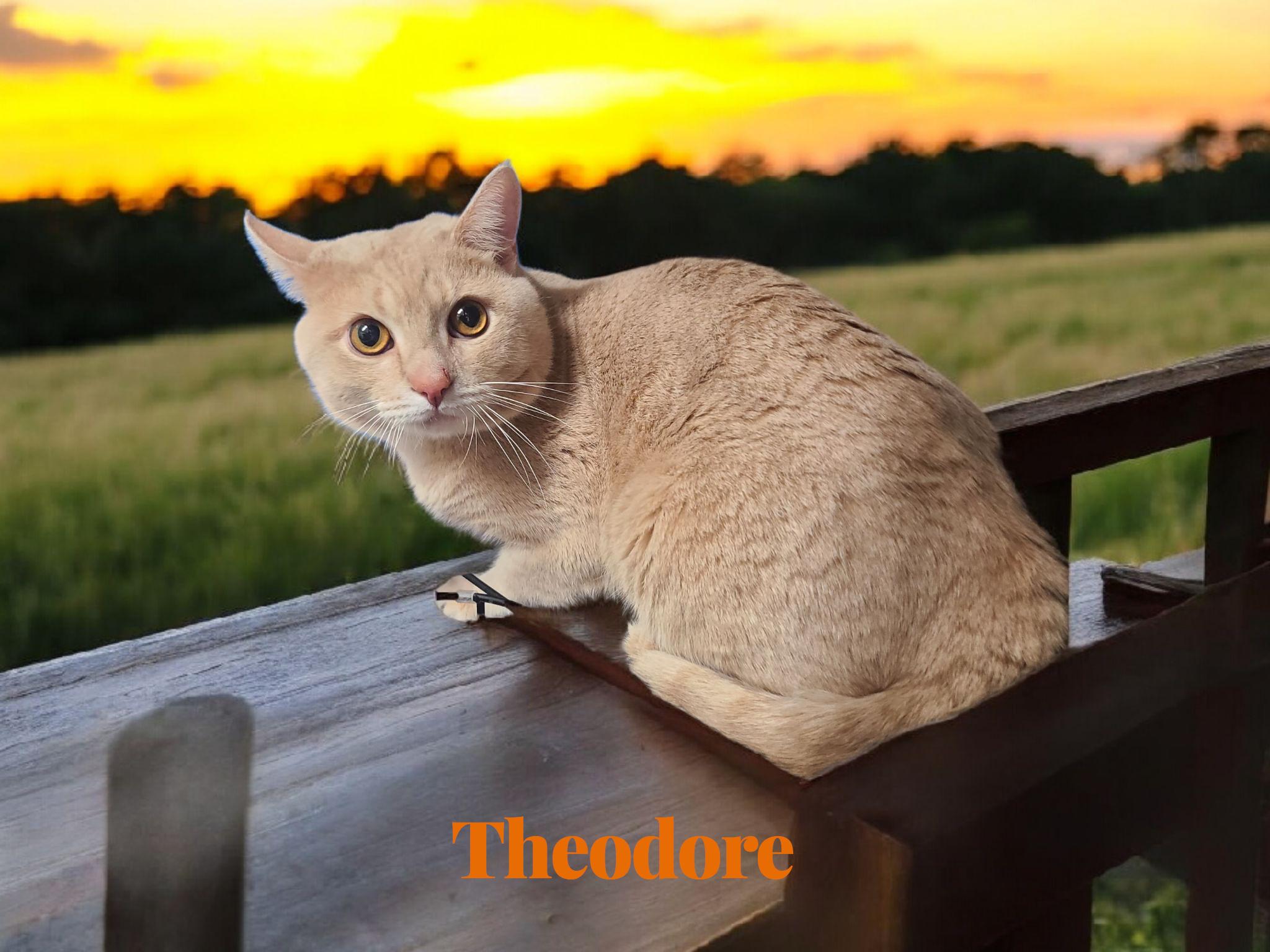 Enlarge Theodore, a Adoptable Domestic Short Hair in Orleans, VT image 1/1