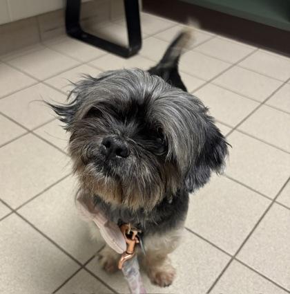 Muffy, Adoptable, Senior Female Mixed Breed & Mixed Breed.