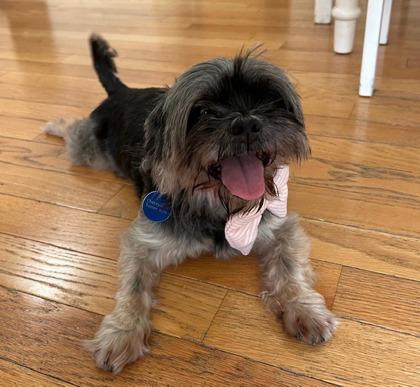 Enlarge Muffy, a Adoptable mixed breed in Traverse City, MI image 2/3