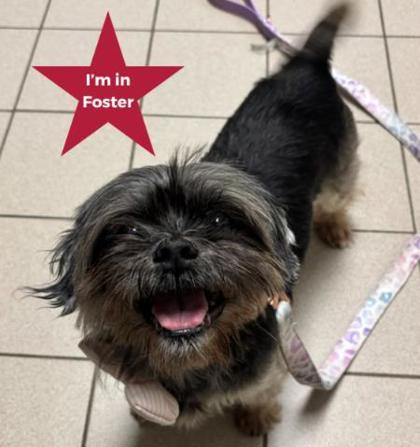 Enlarge Muffy, a Adoptable mixed breed in Traverse City, MI image 3/3