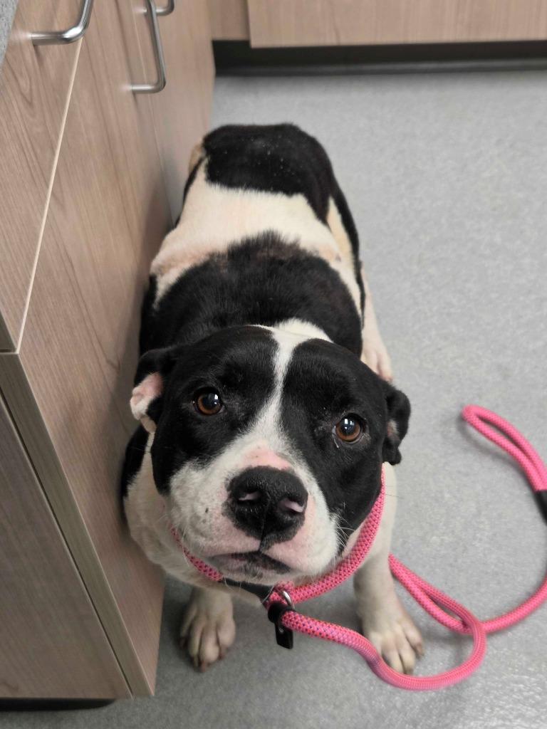 Ember, Adoptable, Young Female Pit Bull Terrier & Mixed Breed.