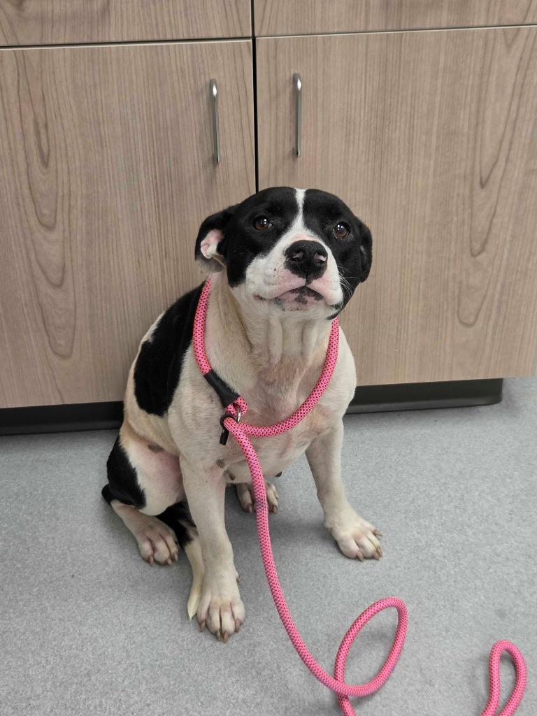 Enlarge Ember, a Adoptable mixed breed in Chillicothe, OH image 2/2