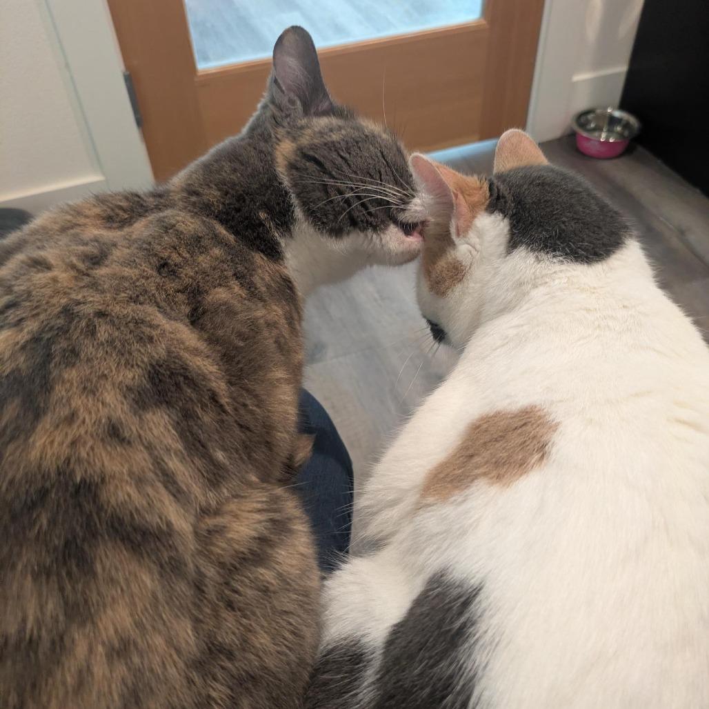 Jinx, Adoptable, Adult Female Domestic Short Hair.