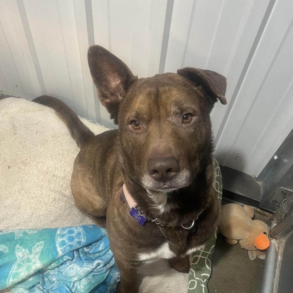 Jasper, Adoptable, Adult Male Mixed Breed.