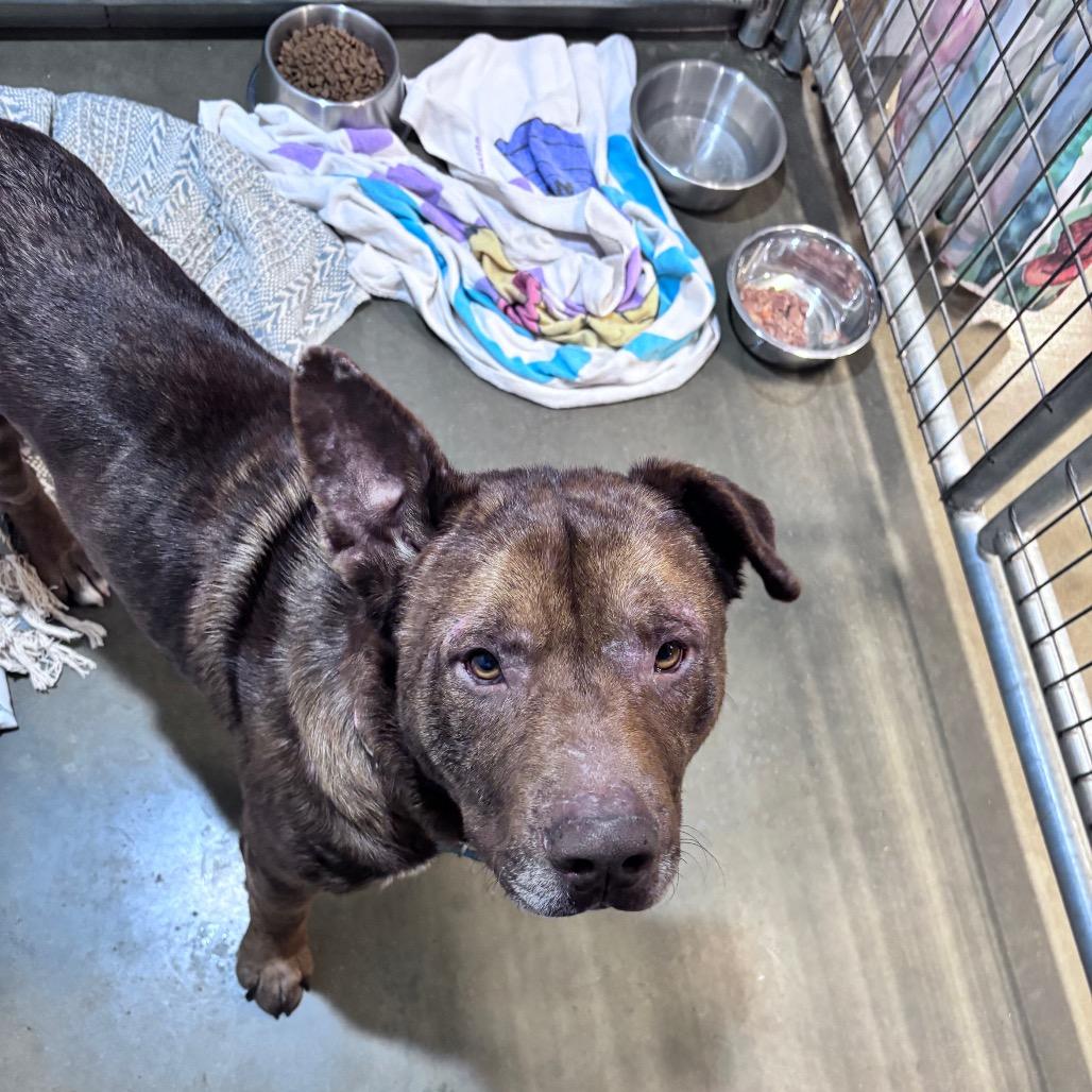 Jasper, a Adoptable Mixed Breed in Bismarck, ND image 1/3