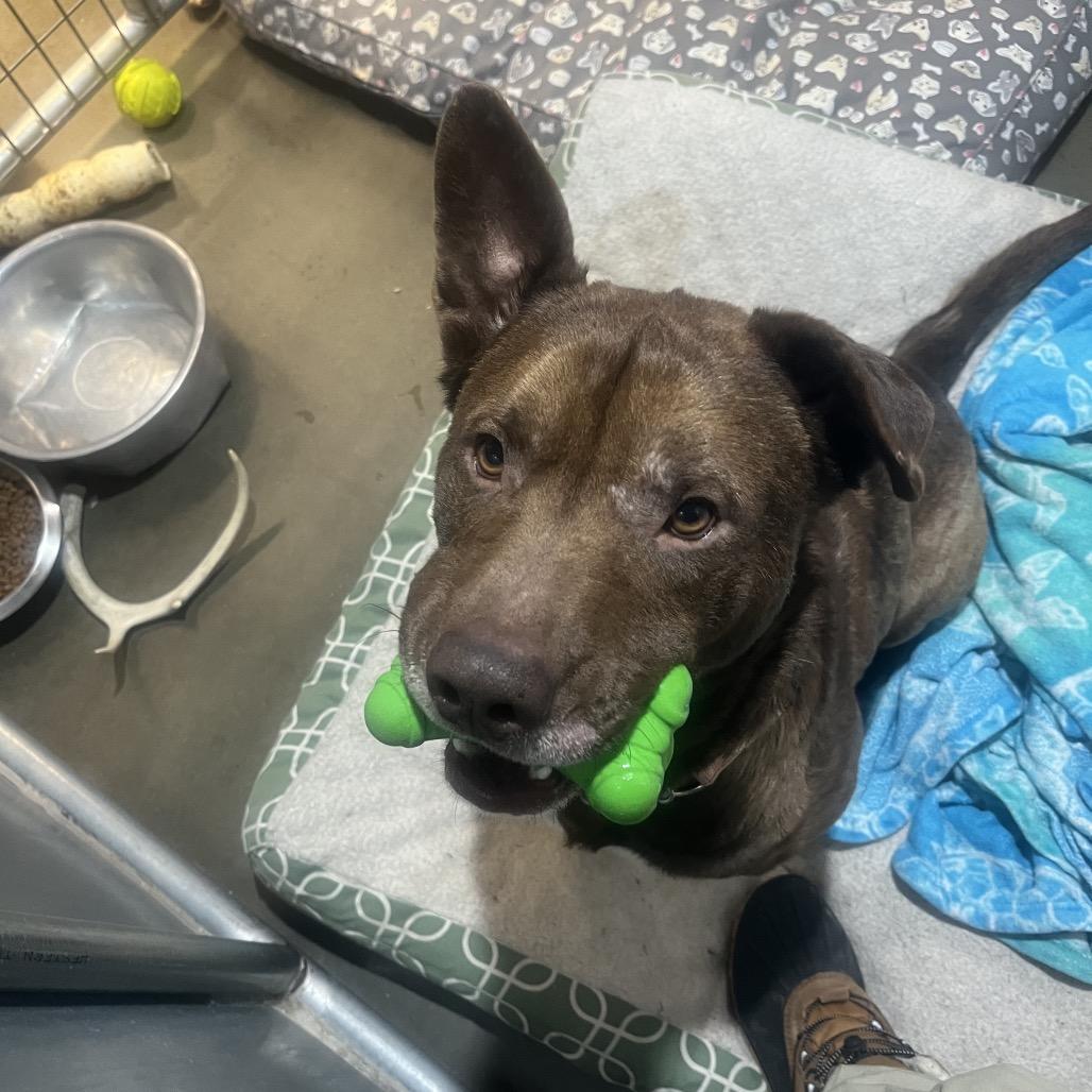 Enlarge Jasper, a Adoptable Mixed Breed in Bismarck, ND image 3/6