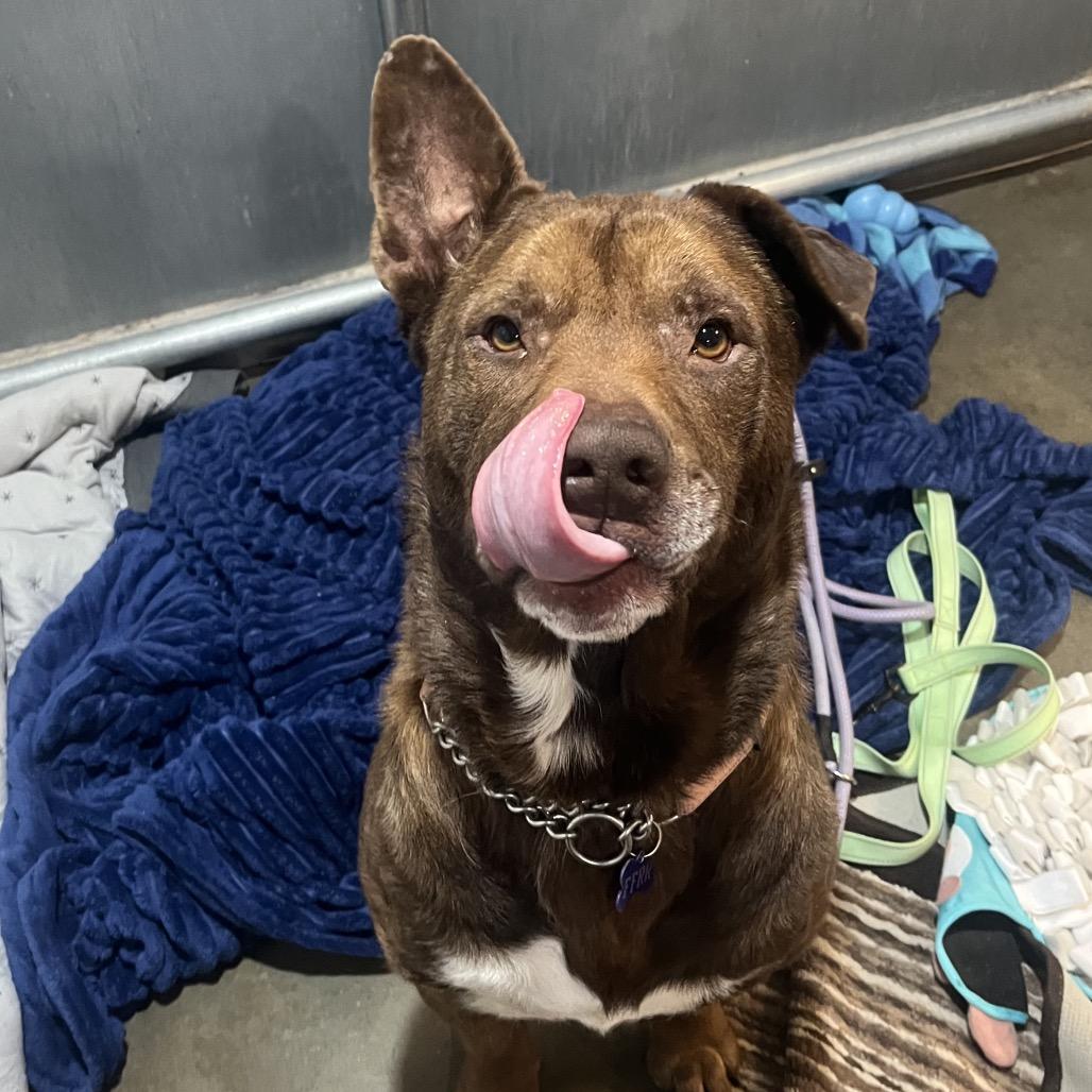 Jasper, a Adoptable Mixed Breed in Bismarck, ND image 2/3