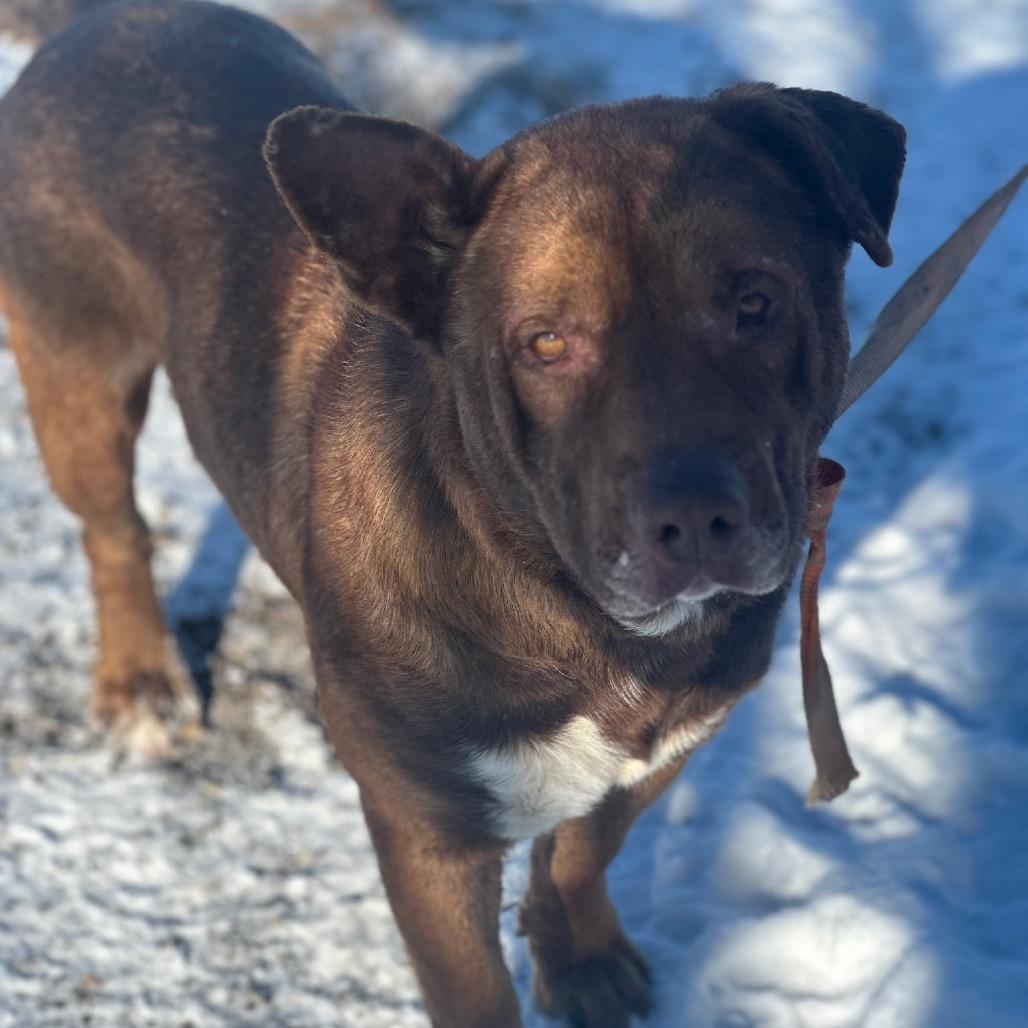 Jasper, a Adoptable Mixed Breed in Bismarck, ND image 3/3
