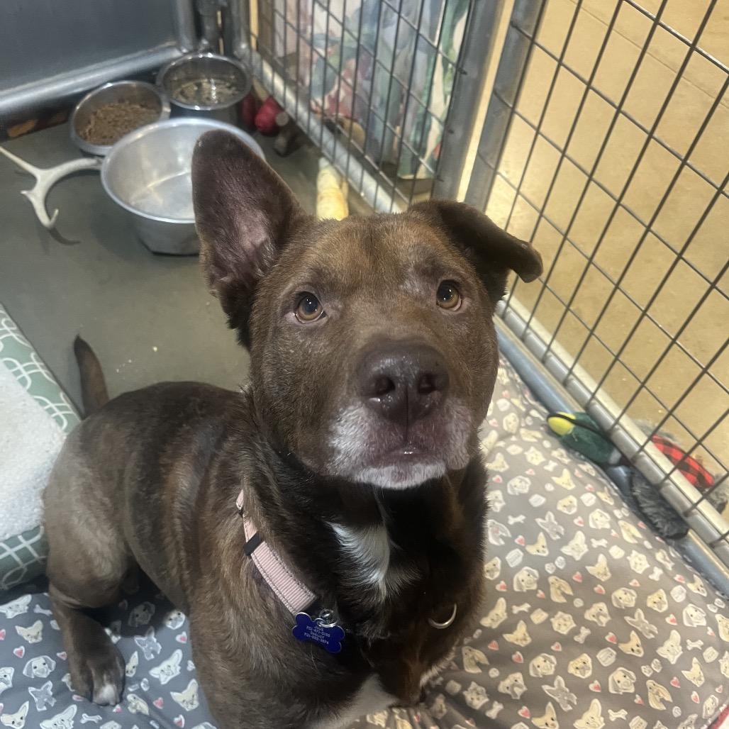 Enlarge Jasper, a Adoptable Mixed Breed in Bismarck, ND image 6/6