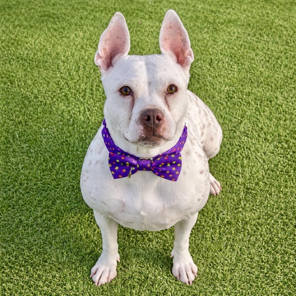 Winnie, Adoptable, Adult Female Mixed Breed & Mixed Breed.