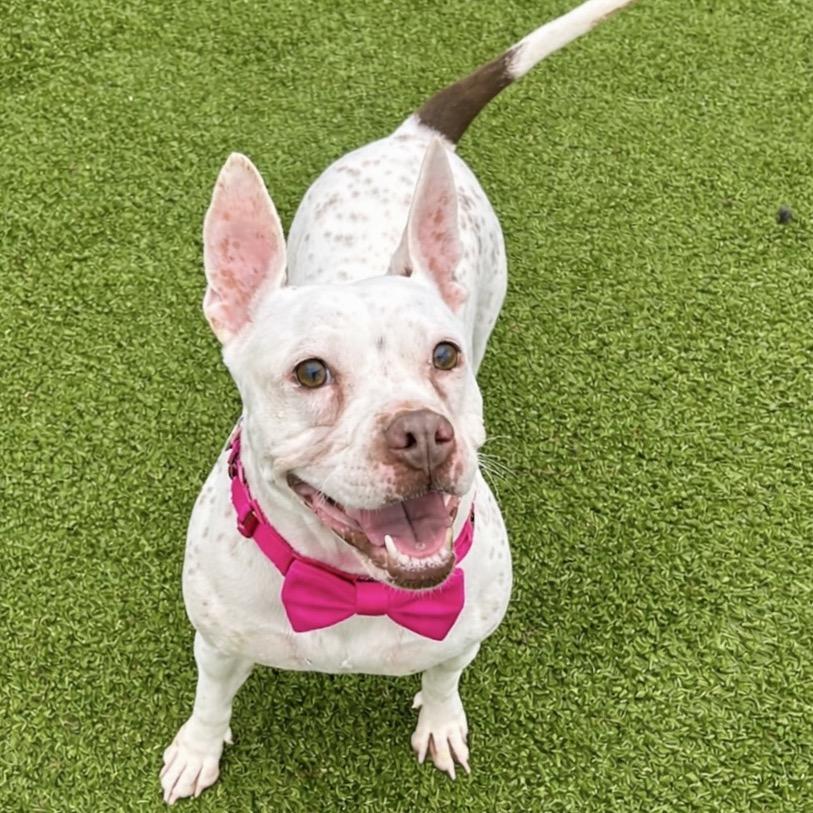 Enlarge Winnie, a Adoptable mixed breed in Binghamton, NY image 2/6