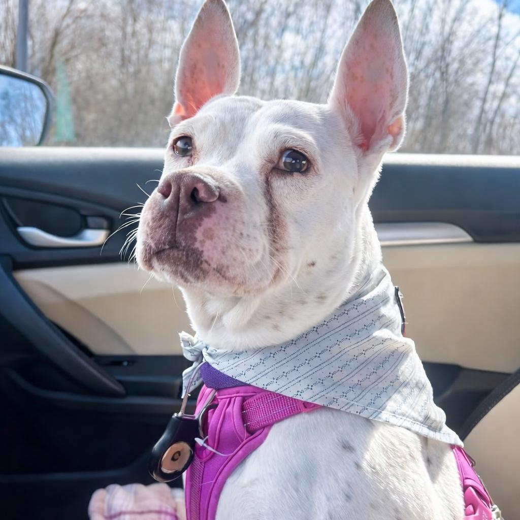 Enlarge Winnie, a Adoptable mixed breed in Binghamton, NY image 3/6