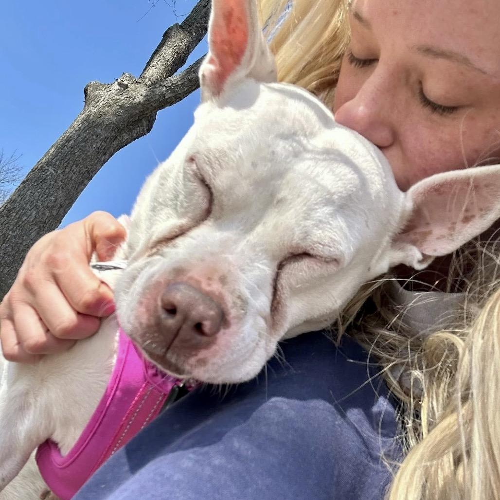 Enlarge Winnie, a Adoptable mixed breed in Binghamton, NY image 4/6