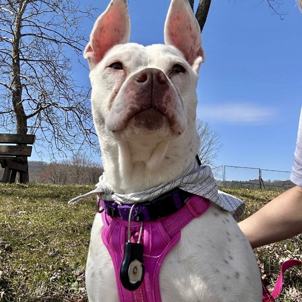 Enlarge Winnie, a Adoptable mixed breed in Binghamton, NY image 5/6