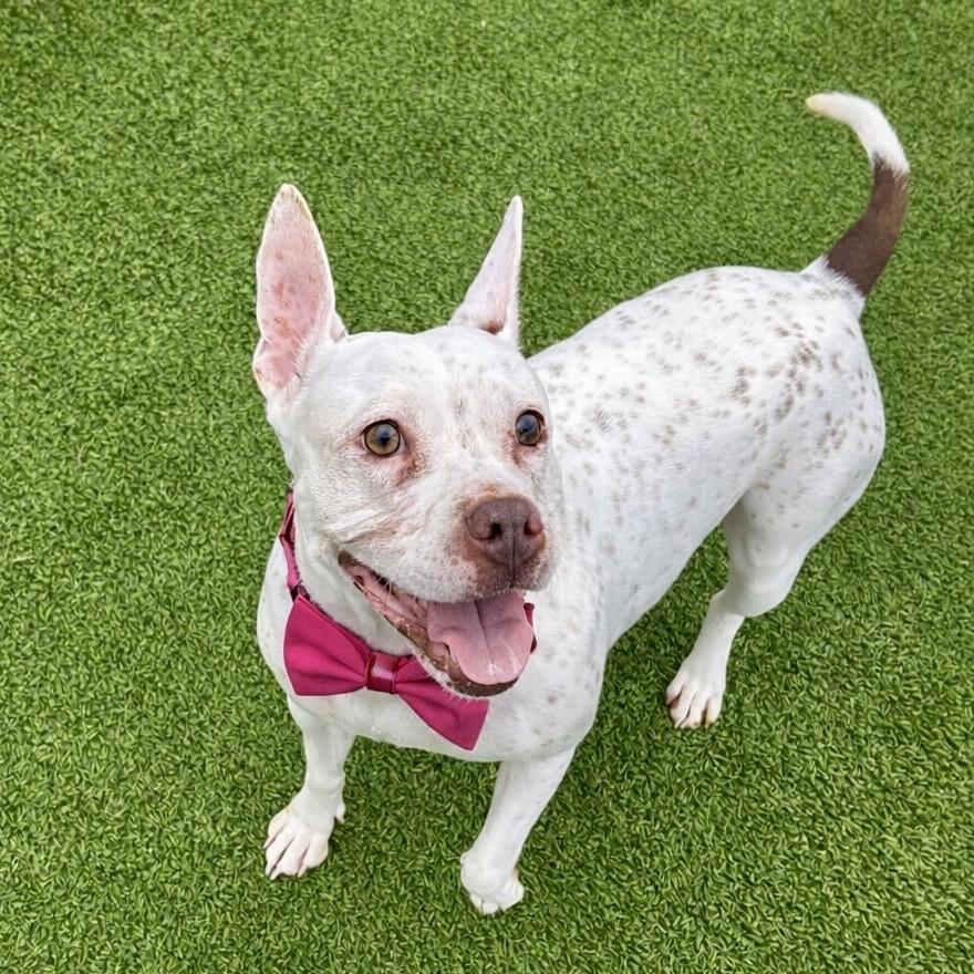 Enlarge Winnie, a Adoptable mixed breed in Binghamton, NY image 6/6