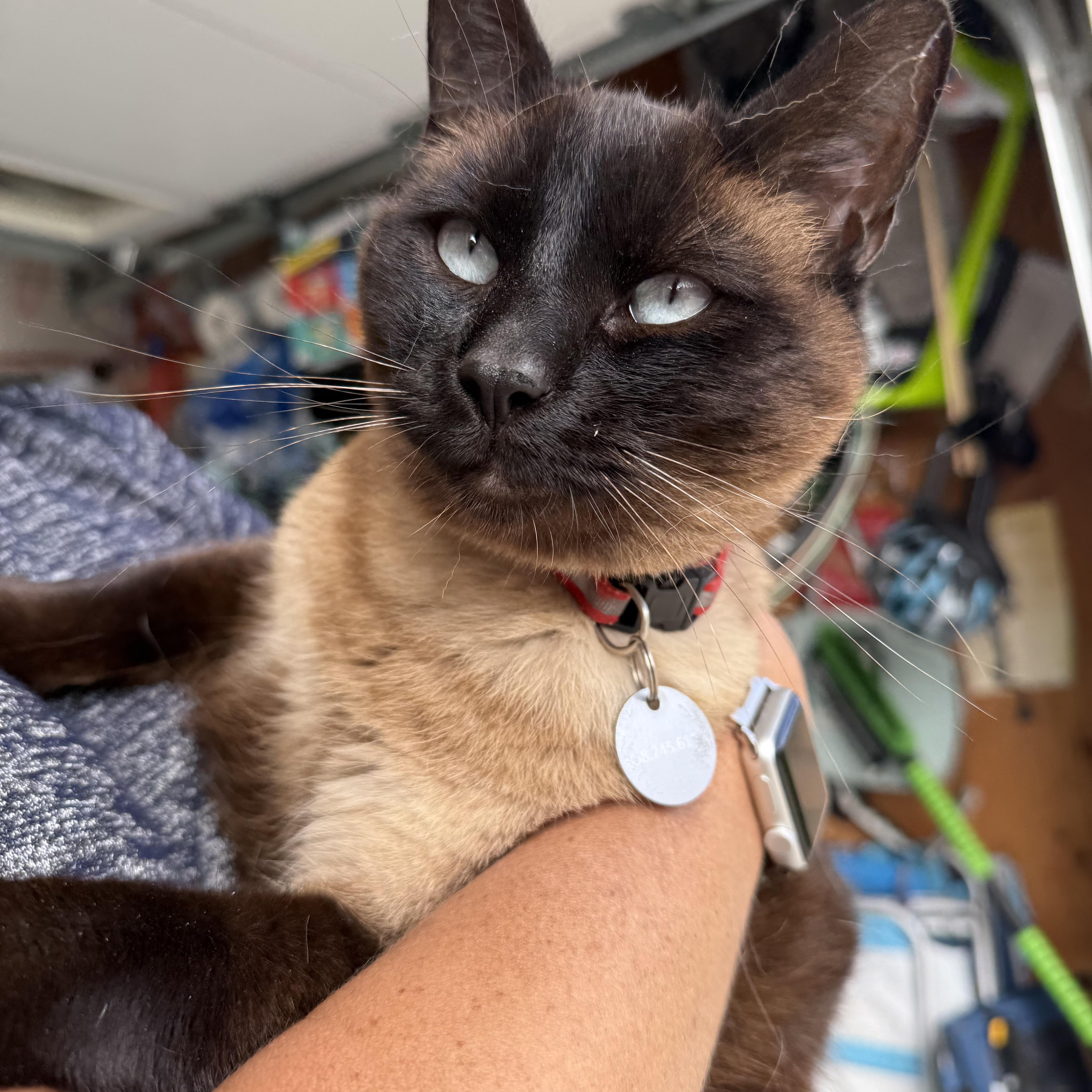 Enlarge Winnie, a ADOPTABLE mixed breed in Oceanside, CA image 1/6