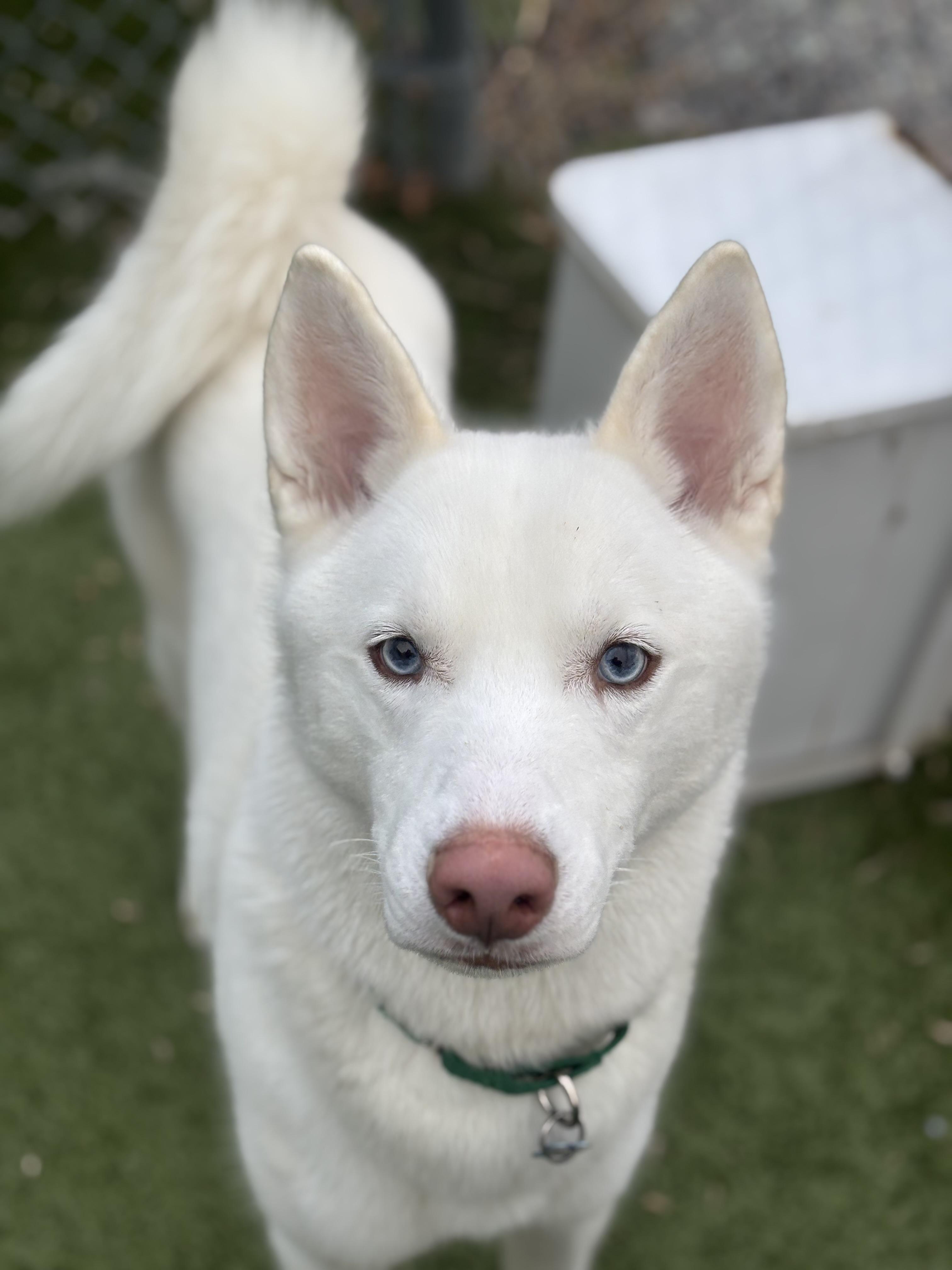 Enlarge Lucky, a Adoptable Husky in Fall River, MA image 1/3