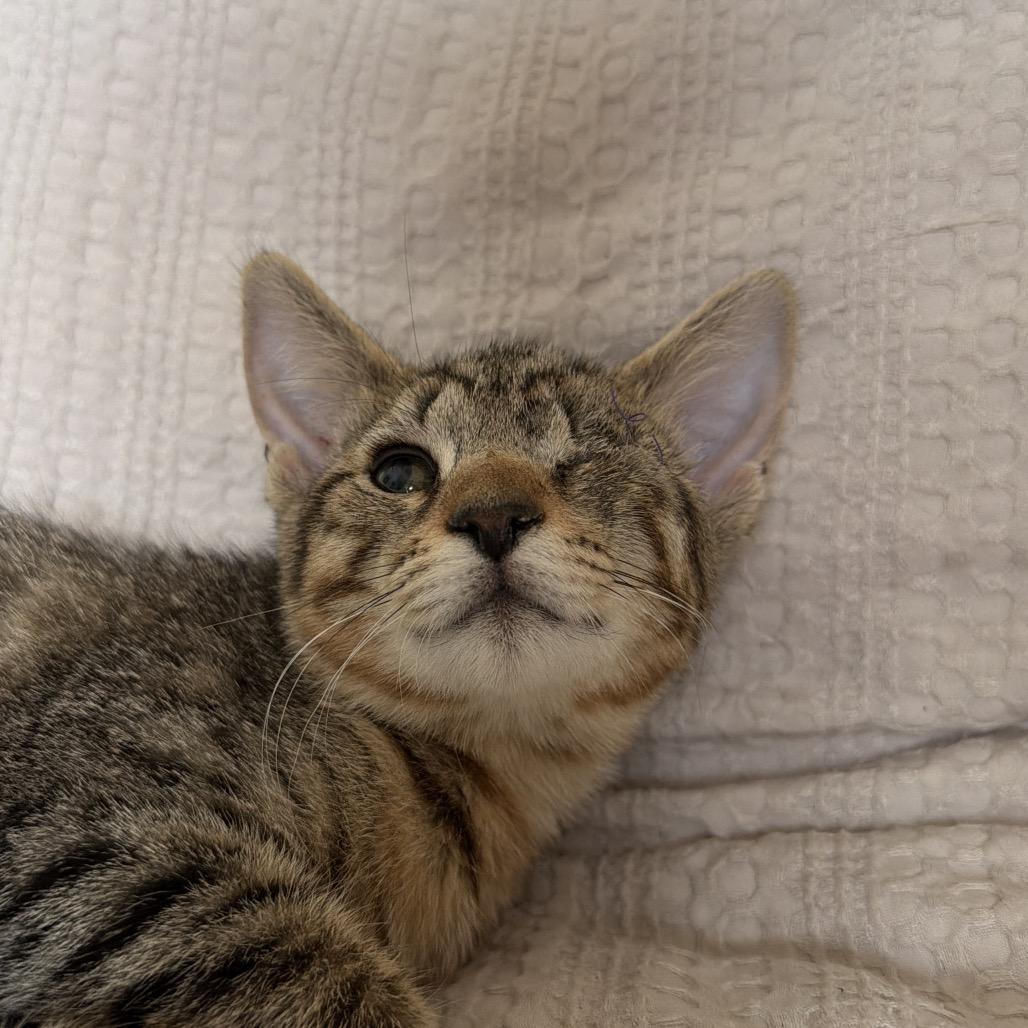 Terminator, Adoptable, Kitten Male Domestic Medium Hair.