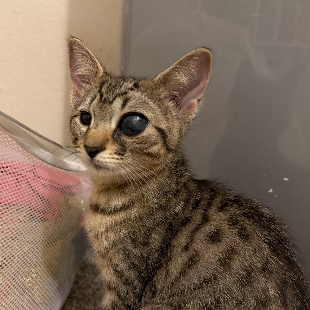 Terminator, a Adoptable Domestic Medium Hair in Newberg, OR image 2/4