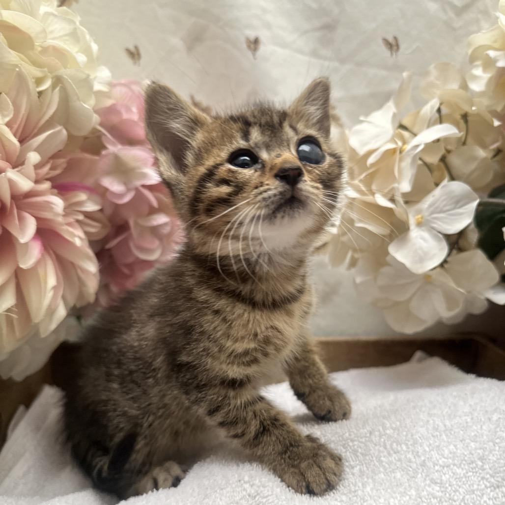 Terminator, a Adoptable Domestic Medium Hair in Newberg, OR image 3/4