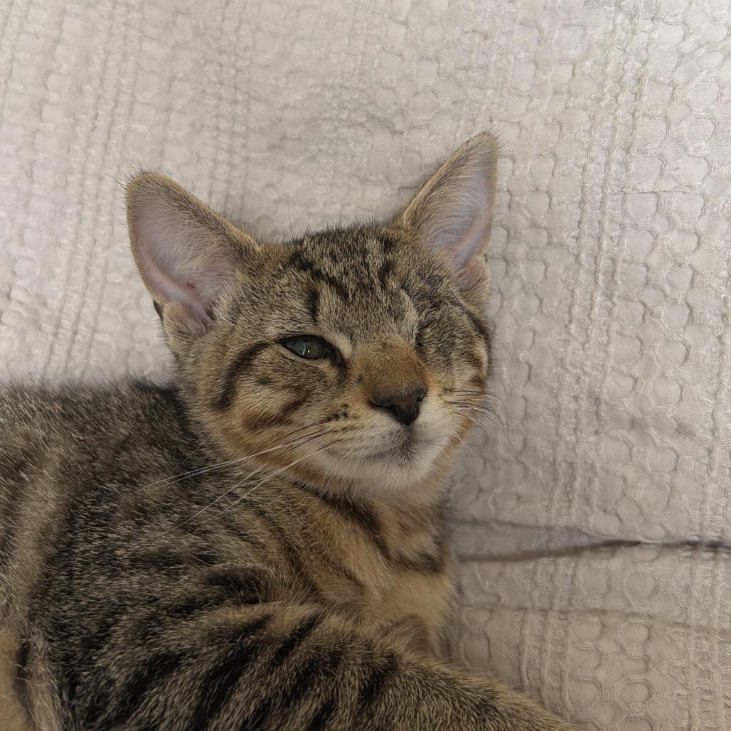 Terminator, a Adoptable Domestic Medium Hair in Newberg, OR image 4/4