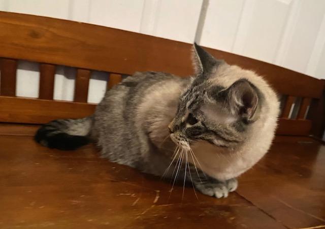 Enlarge Willow ADOPTED:), an adopted Siamese in Waverly, IA image 2/4